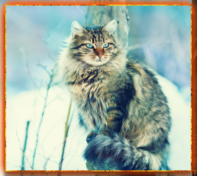Котик